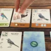 Wingspan Pocket